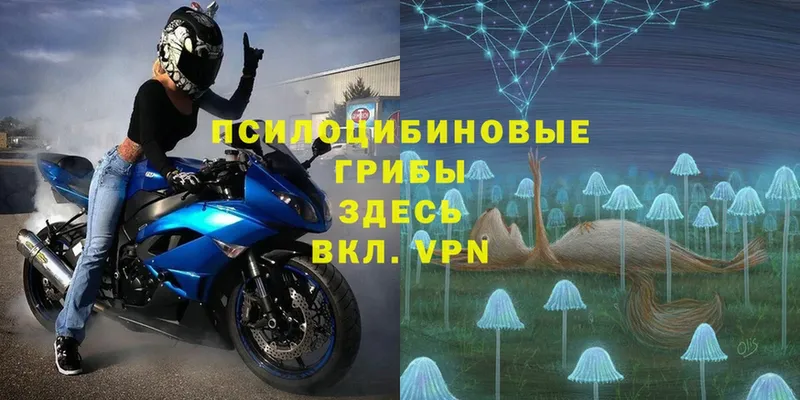 купить наркотик  Егорьевск  Галлюциногенные грибы Psilocybe 